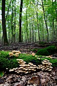 Sulphur tuft (Hypholoma fasciculare) fungi on decaying wood, Alsace, France.