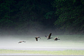 Canada geese (Branta canadensis) flying over the water of the estuary in the morning mist, Khutzeymateen Grizzly Bear Sanctuary, British Columbia, Canada, June 2013.