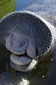 The manatee Trichechus manatus is a herbivorous marine mammal that can live up to 70 years, weigh 500 kgs and measuring over 3 meters. They communicate with sounds way squeaks. They live on the fringe of the tropical warm waters in the Caribbean South Ame