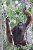 Orangutan. Semengoh Wildlife Centre, Sarawak, Malaysia.