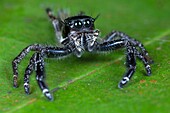 Jumping spider Salticidae. Image taken at Kampung Satau, Malaysia.