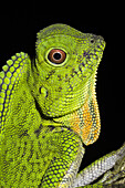 Chameleon. Image taken at Kubah National Park, Sarawak, Malaysia.