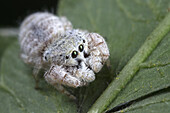 Jumping spider. Image taken at Kampung Skudup, Sarawak, Malaysia.