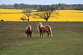 Shetland pony, Kivik, Skåne, Sweden.