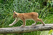 Lynx, Uppland, Sweden.