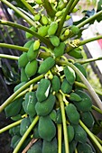 Papaya plant at San Rafael, Veracruz, Mexico