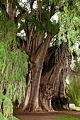 Tule Tree at Oaxaca, Mexico: The biggest tree of the world.