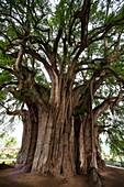 Tule Tree at Oaxaca, Mexico: The biggest tree of the world.