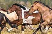 Running horses at a horse round up, Montana, USA