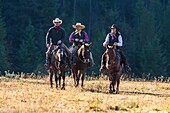Three wranglers cowboys on horse, Montana, USA