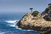 Trees clinging to a cliff, Point Lobos State Park, California, USA