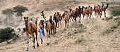 India, Rajasthan, On the way to Pushkar camel fair.