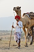 India, Rajasthan, On the way to Pushkar camel fair.