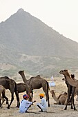 India, Rajasthan, Pushkar camel fair.