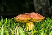 Granulated Bolete, Mushroom Suillus granulatus in Corolla, NC USA