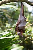 Malayan flying fox, or fruit bat in Singapore Zoo. Scientific name: Pteropus vampyrus.