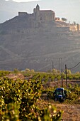 Vineyards around the town of San Vicente de la Sonsierra, on the border of La Rioja and the Basque Country. Spain, Europe.