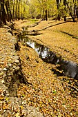 Fallen leaves cover the forest floor along Chaska Creek, a tributary of the Minnesota River.