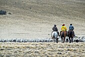 Gauchos Herding with Horses, Argentina.