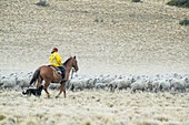 Gaucho Herding on Horseback with Sheep Dog, Argentina.