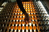 Eggs sorted on a conventional production commercial egg farm, Maryland USA