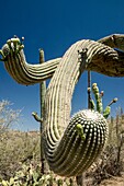 The branch, or arm, of a gigantic, old Saguaro cactus reaches out as if to greet visitors with its prickly touch.