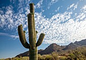 A majestic Saguaro cactus towers above the colorful Sonoran desert landscape beneath a canopy of white clouds.