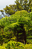Hawaii, Maui, Hana, Native Hapu'u Ferns (Tree Fern) In Lush Forest Area.