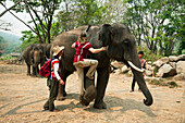 Thailand, Chiang Mai Province, Patara Elepahant Farm, Tourist Learning How To Mount Elephant.