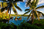 Hawaii, Maui, Hana Coastline, Waianapanapa State Park, Overlooking Ocean.
