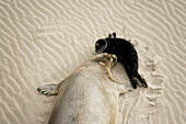 Hawaii, Maui, Hana, Monk Seal And Baby On Beach.