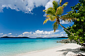 Caribbean, U.S. Virgin Islands, St. John, Palm Tree Overhanging Beautiful Beach.