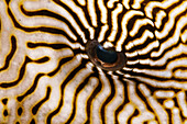Indonesia, Mappa Pufferfish (Arothron Mappa) Closeup Of The Eye.