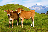 New Zealand, North Island, Taranaki, Dairy Cows In Green Grassy Paddock Of Dairy Farm, Mount Egmont In The Background.