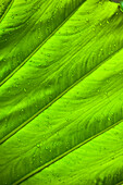 Thailand, Phuket, Close Up Large Green Leaf With Water Droplets.