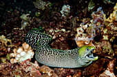 Hawaii, Undulated Moral Eel (Gymnothorax Undulatus) Free Swimming Over The Reef At Night.
