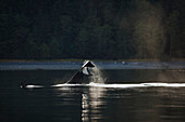 Alaska, An Orca Whale Slaps It's Tail (Flukes) On The Surface.