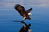 Alaska, Tongass National Forest, Inside Passage, Bald Eagle Fishing Along Shore.