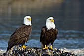 Alaska, Tongass National Forest, Two Bald Eagles (Haliaeetus Leucocephalus) Scan The Surrounding Waters From Their Perch On Mussel Covered Reef.