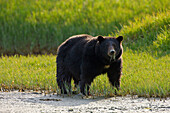 Alaska, Glacier Bay, A Black Bear Forages On Spring Sedge