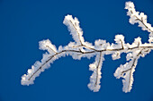 Alaska, Tongass National Forest, Hoar Frost Adorns The Branches Of An Alder.