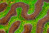Caribbean, Netherland Antilles, Bonaire, Macro Shot Of Brain Coral (Colpophyllia Sp.A)