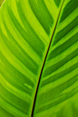 Green Leaf Plant Detail.
