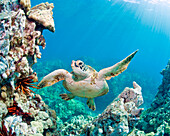 Hawaii, Green Sea Turtle (Chelonia Mydas) Over Coral Reef, Sun Rays.