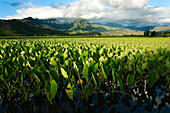 Hawaii, Kauai, Taro Fields Of Hanalei Valley.