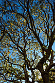 Hawaii, Big Island, Hakalau Wildlife Refuge, Koa Tree Covered In Moss.