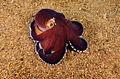 Philippines, Veined Octopus (Octopus Marginatus).