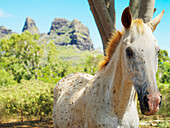Hawaii, Kauai, Anahola Mountain, Portrait Of A Horse.