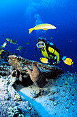 Hawaii, Woman Diver And Yellow Margin Moral Eel (Gymnothorax Flavomarginatus)