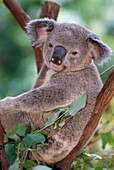 Australia, Close-Up Of Single Koala Sitting In Tree, Looks At Camera